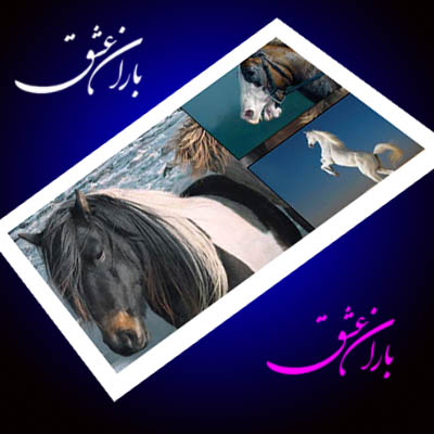 تصاویر زیبا از دنیای اسب های وحشی . . .باران عشق - mahdiba.tk